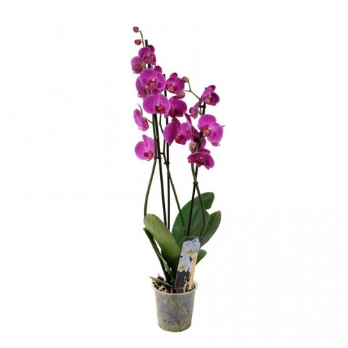 Фаленопсис 2 ветки (орхидея)