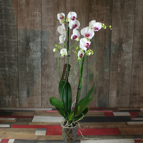 Фаленопсис 2 ветки (орхидея)