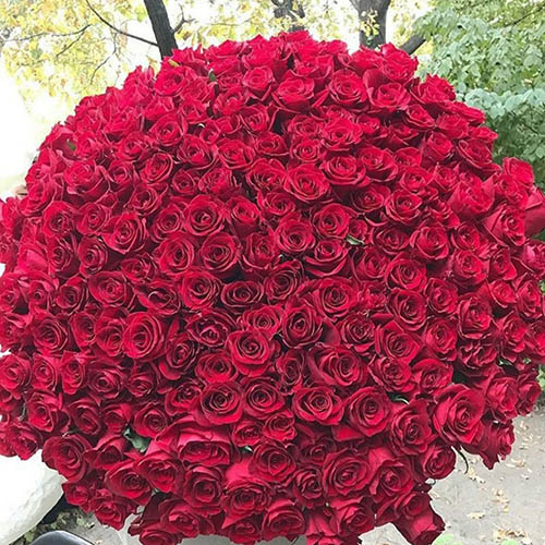 Букет из 151 розы (60см)