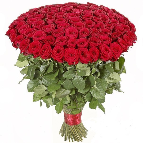 Букет из 151 розы (60см)
